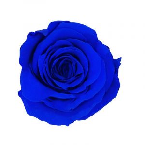 DARK BLUE ROSE