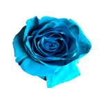 LIGHT BLUE ROSE