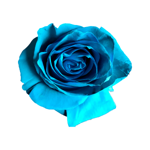 LIGHT BLUE ROSE