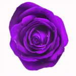 PURPLE DYED ROSE