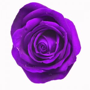 PURPLE DYED ROSE