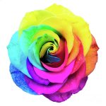 RAINBOW ROSE