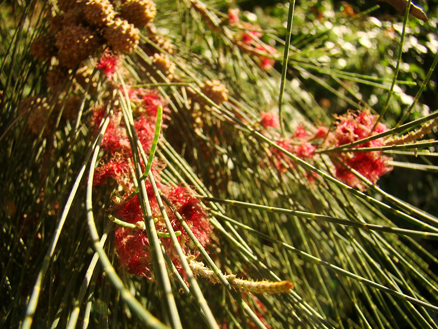 Australian-Pine-red