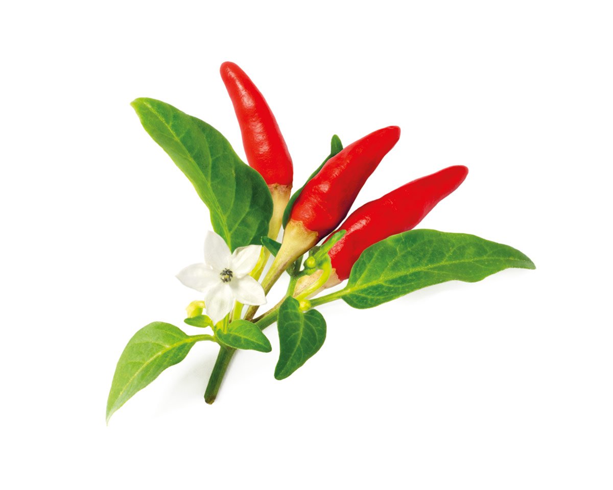 Chile-Pepper-red