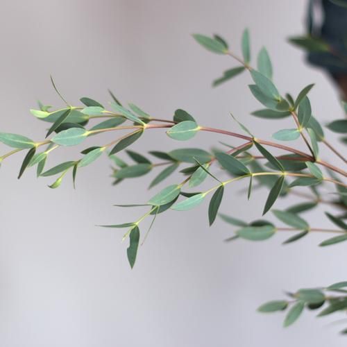 Gunni-Eucalyptus-small