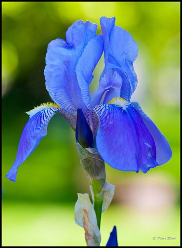 Iris-blue