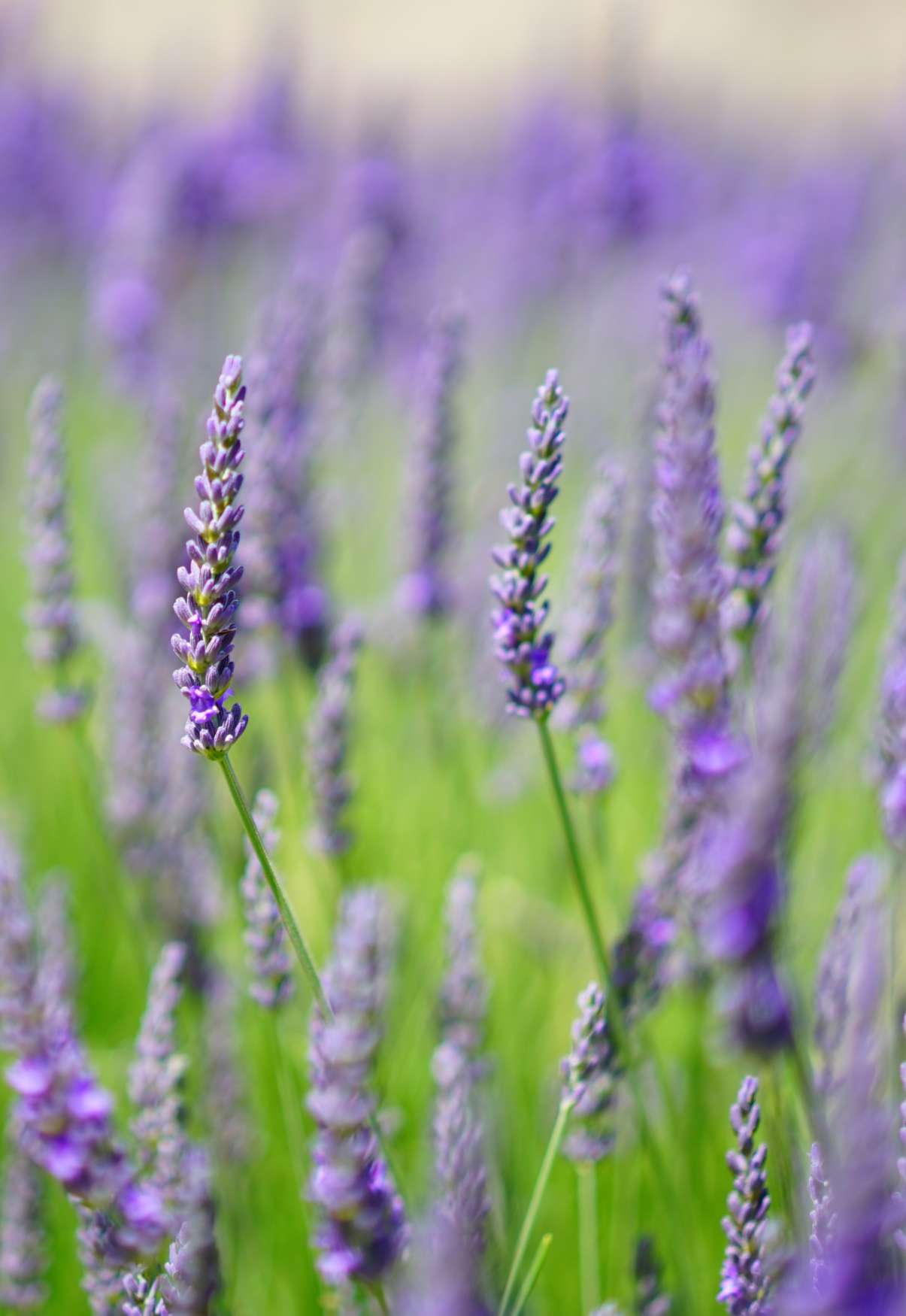 Lavender-English-banner-small