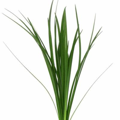 Lily-Grass-small
