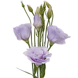 Lisianthus-lavender