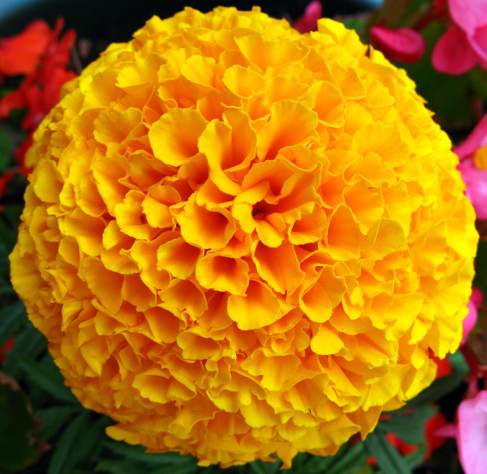 Marigold-yellow