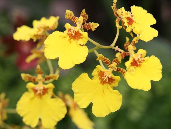 Oncidium-Orchid-yellow