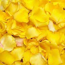 Rose-Petals-yellow