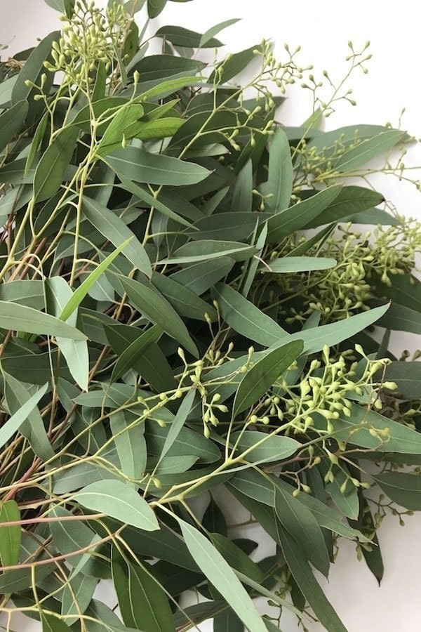 Seeded-Eucalyptus-small