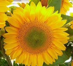 Sunflower-green-center