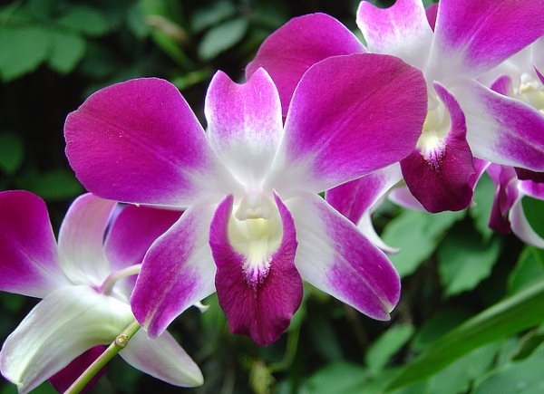 dendrobium-orchid-small