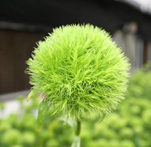 green_ball_small