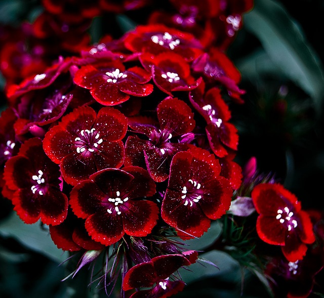 gypsy-dianthus-small