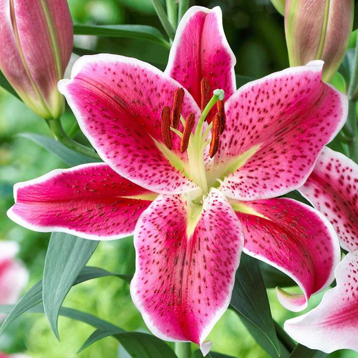 oriental-lily-small