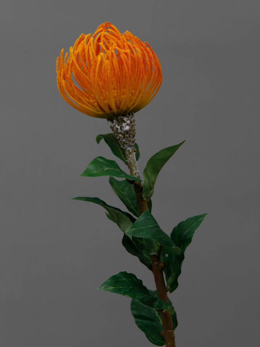 pincushion-protea-small