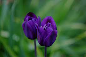 tulip-purple