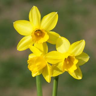 tete a tete; Narcissus, daffodil