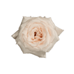 00-CHAMPAGNE_3