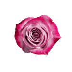 08-DEEP-PURPLE (1)