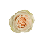 12-CREAM-IRISHKA_3
