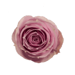 14-LAVENDER-IRISHKA_3