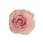 16-PINK-IRISHKA_3