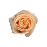 16-TIFFANY_3