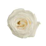 19-WHITE-MAJOLIKA_3