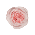 24-PINK-OHARA_3