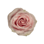 36-PINK-MONDIAL_3