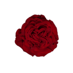 HEART_3