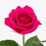 Roses-pink-product-shot-bg-grey_540x