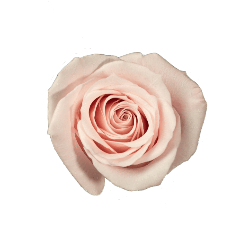 Sweet Escimo – 25 stems