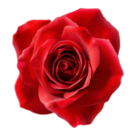 red-rose-in-full-bloom-isolated-on-transparent-background-free-png
